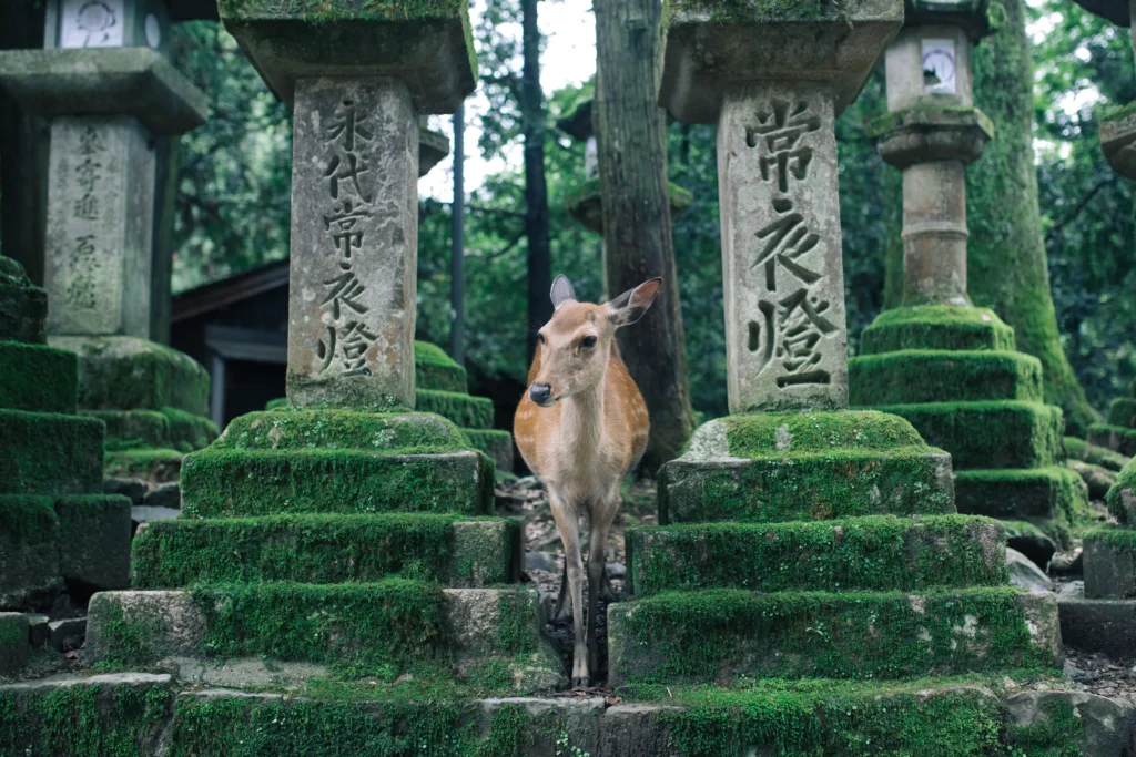 从大阪访问奈良