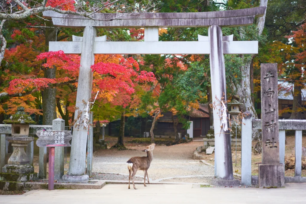 从京都访问日本奈良