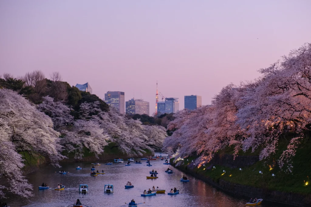 日本的樱花